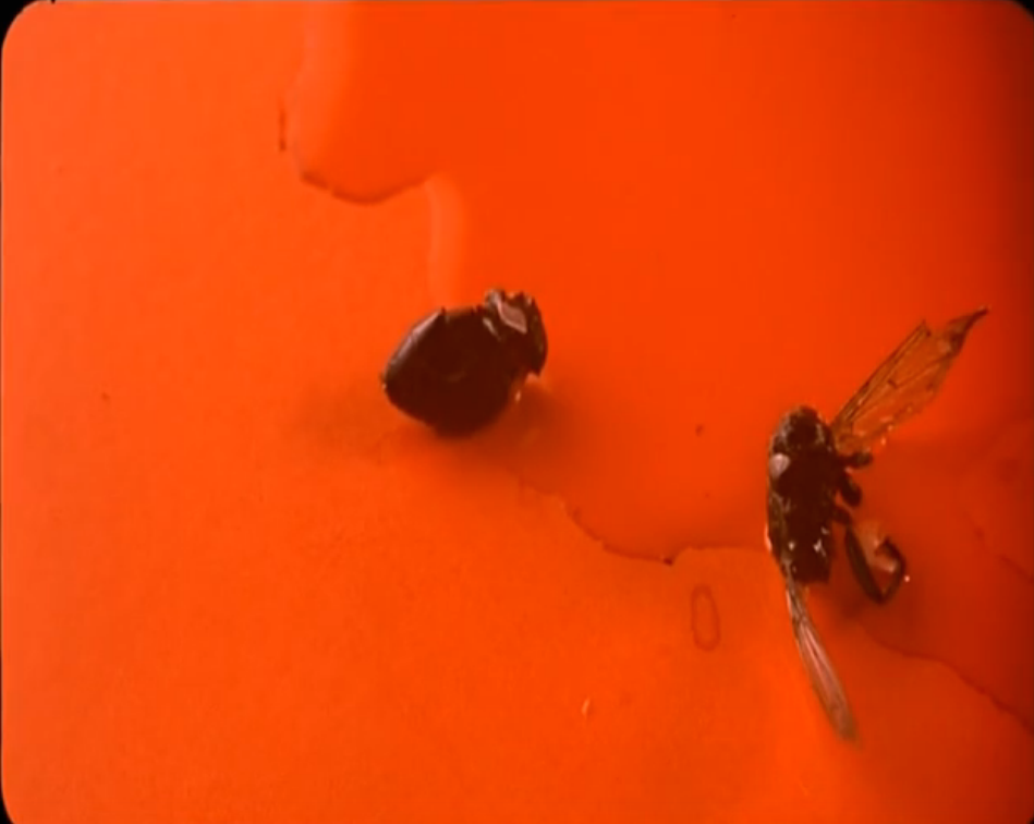 阿宝剧照的剧照