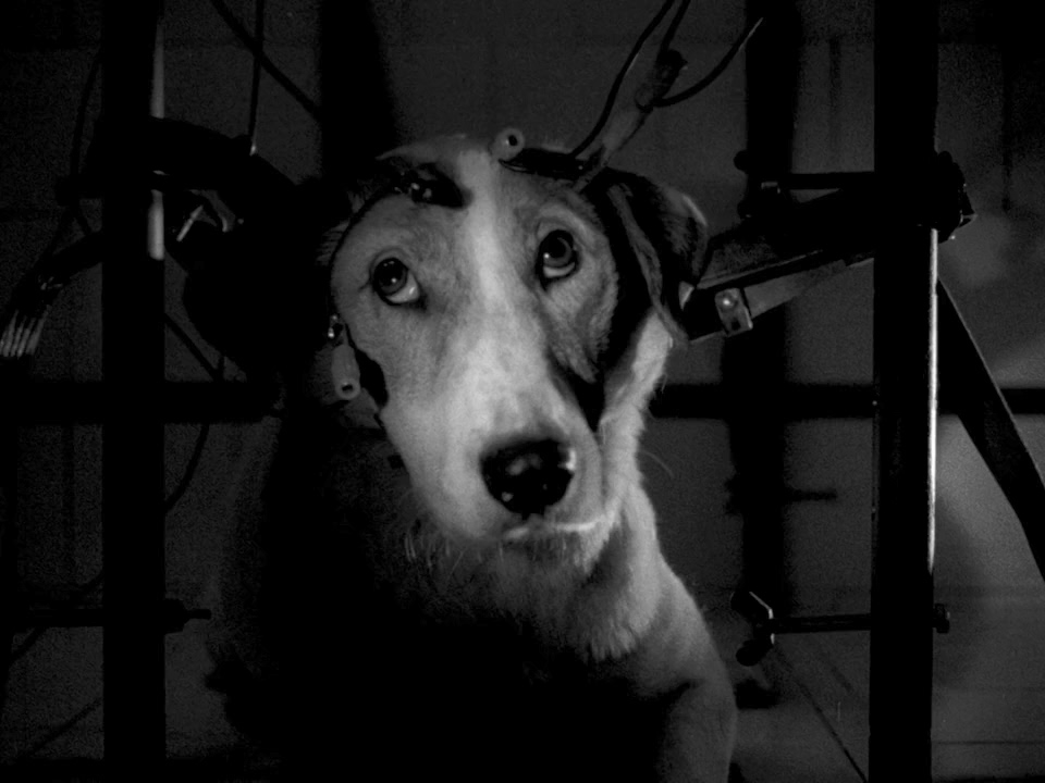 我的二十世纪剧照的剧照