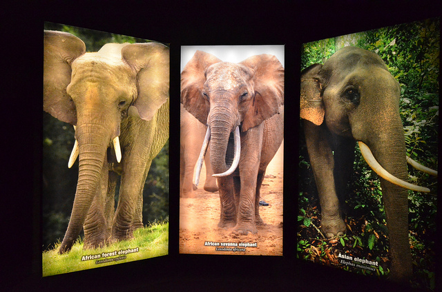 冰河时代的巨人剧照的剧照