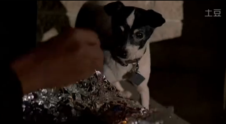 列宁格勒牛仔征美记剧照的剧照