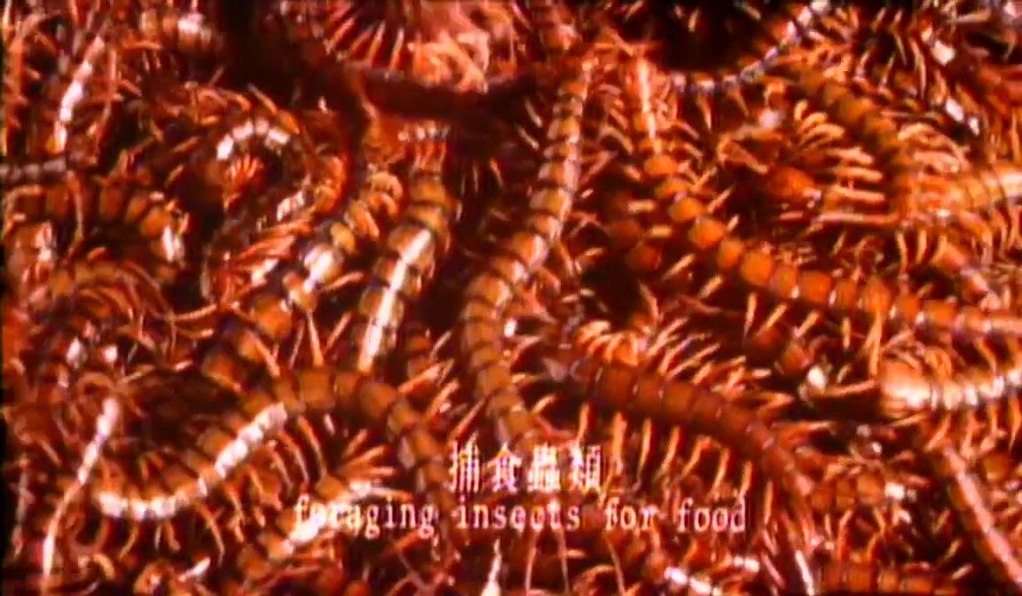 蜈蚣咒剧照的剧照