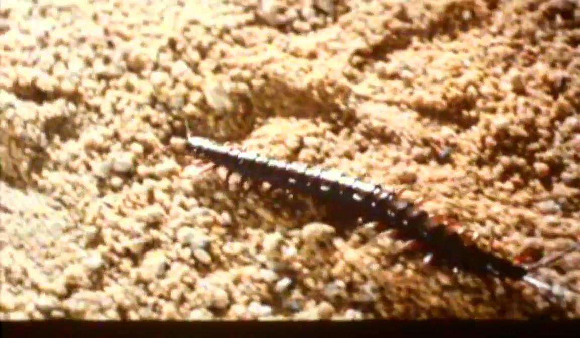 蜈蚣咒剧照的剧照