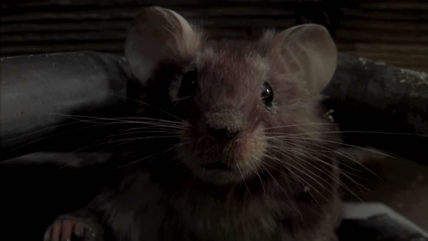 捕鼠记剧照的剧照
