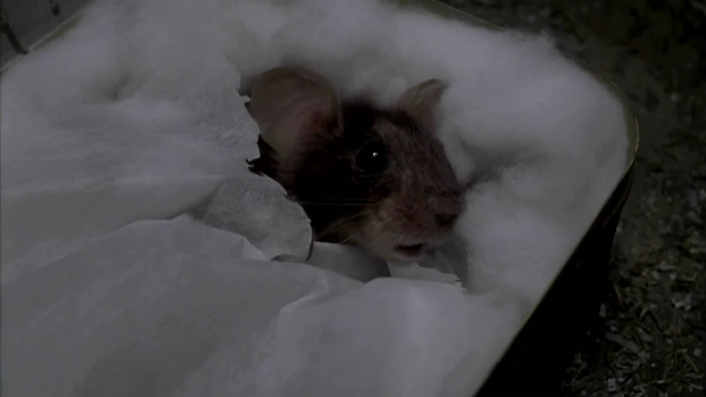 捕鼠记剧照的剧照