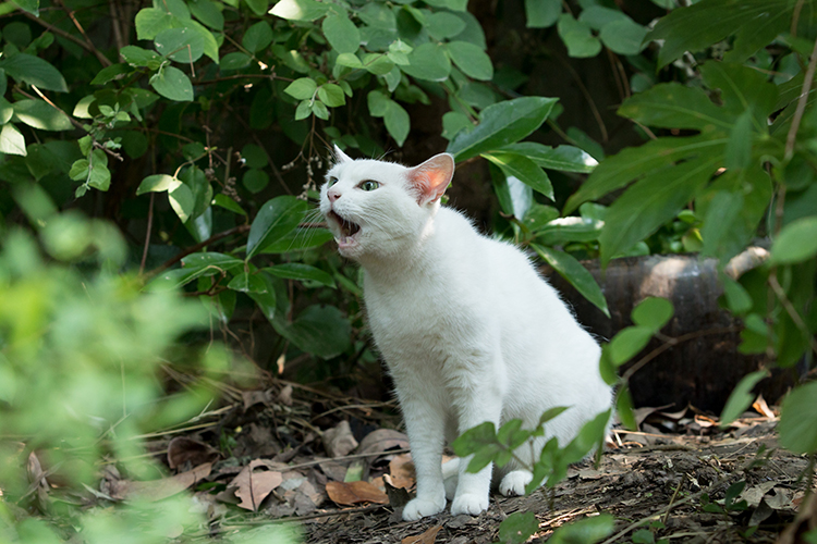 有熊谷守一在的地方剧照的剧照