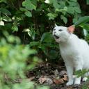 有熊谷守一在的地方剧照