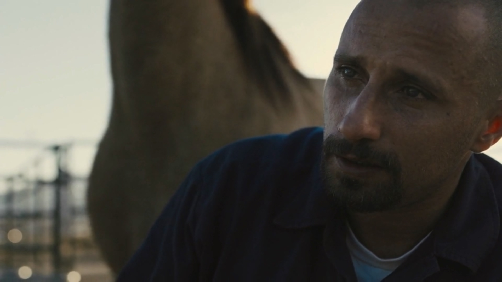 野马剧照的剧照