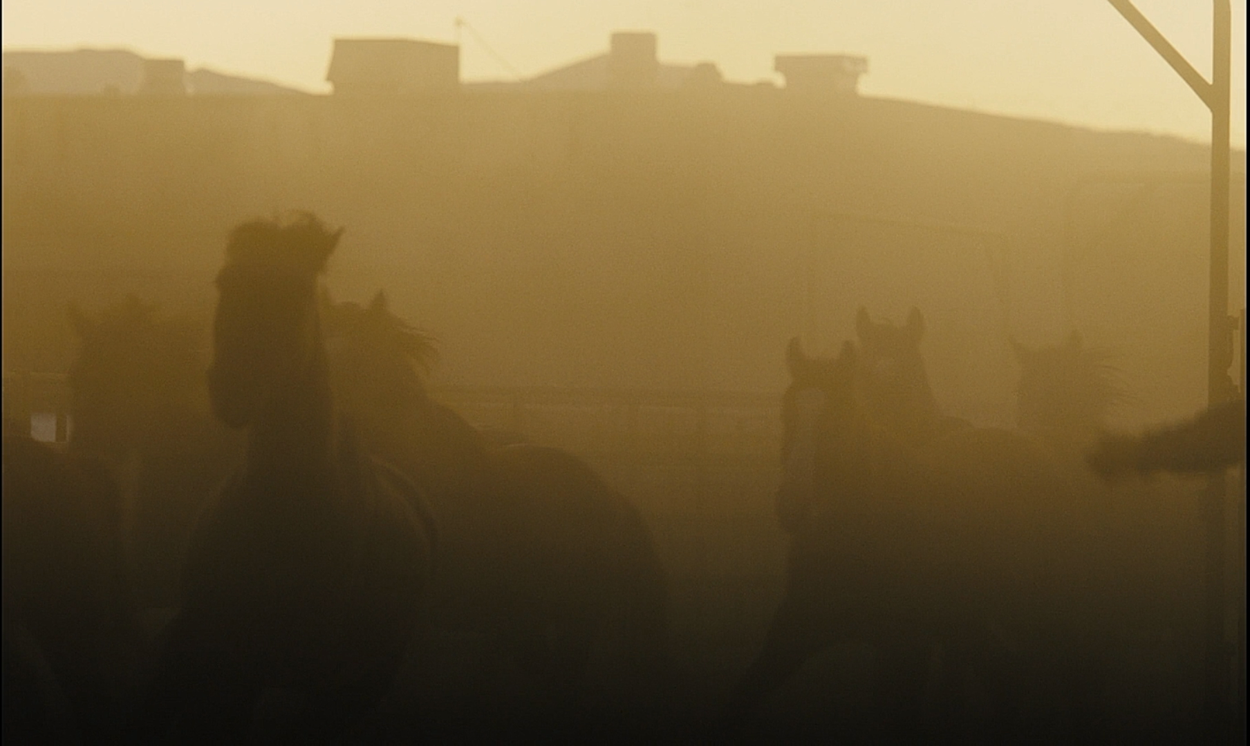 野马剧照的剧照