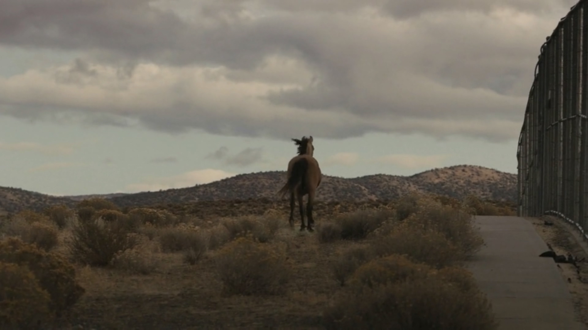 野马剧照的剧照