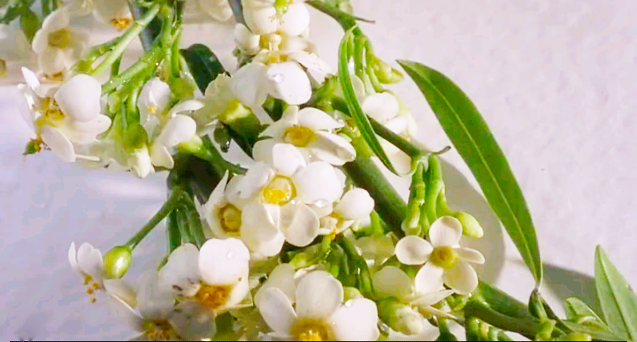 四个婚礼和一个葬礼剧照的剧照