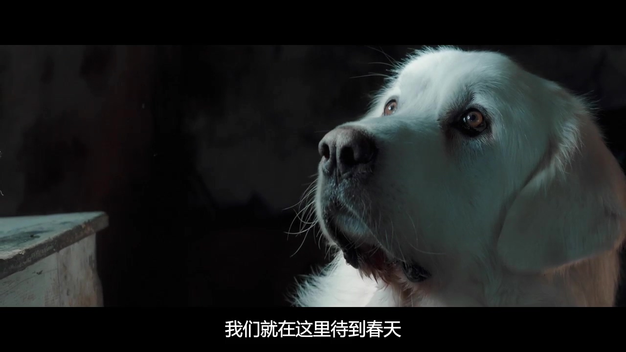 灵犬雪莉3剧照的剧照