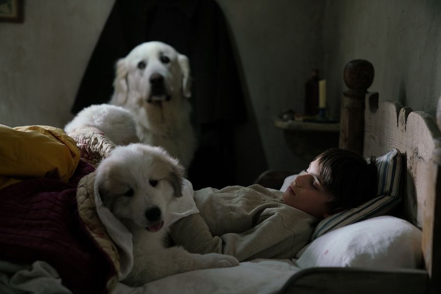 灵犬雪莉3剧照的剧照