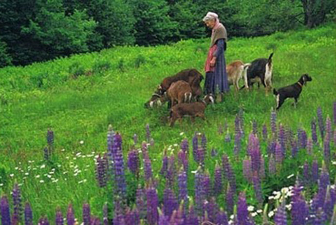 塔莎杜朵：一個靜水的故事剧照的剧照