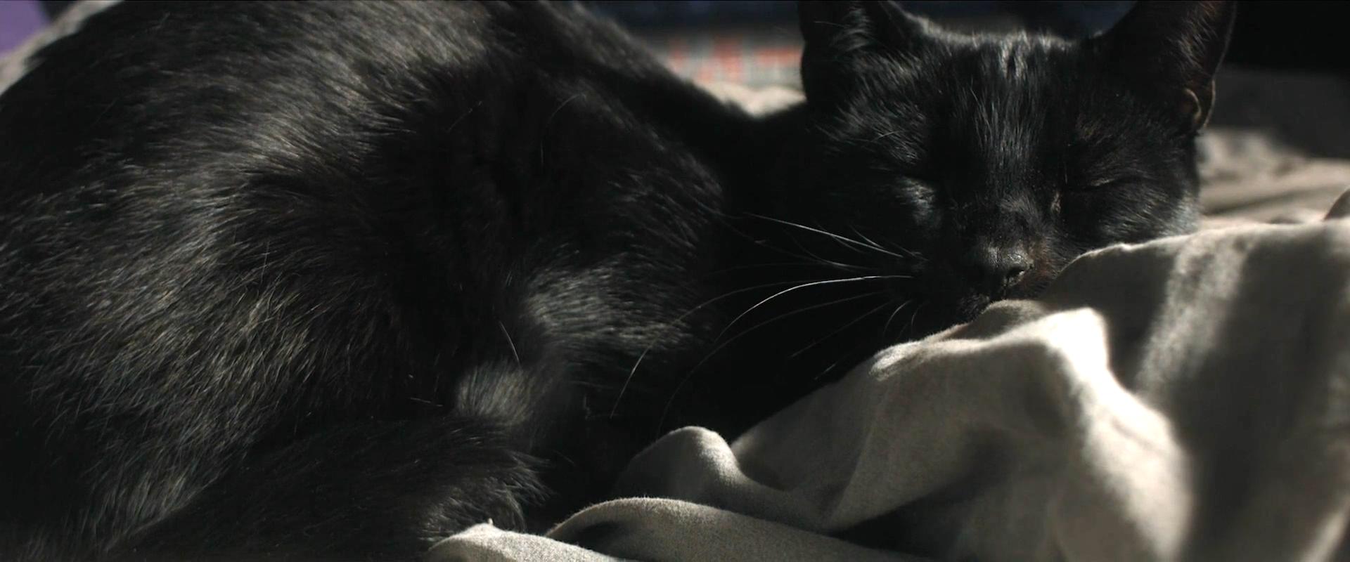 猫皮剧照的剧照