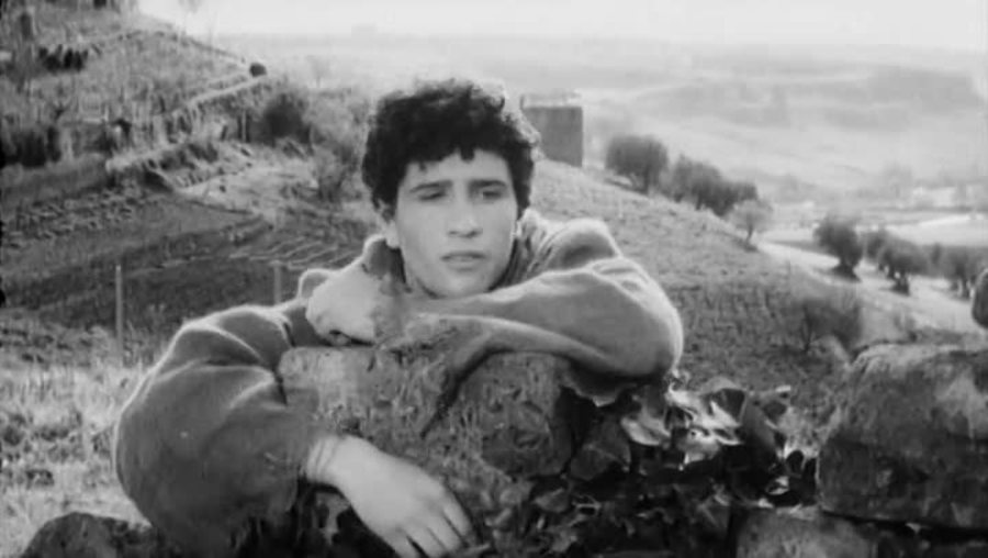 大鸟和小鸟剧照的剧照