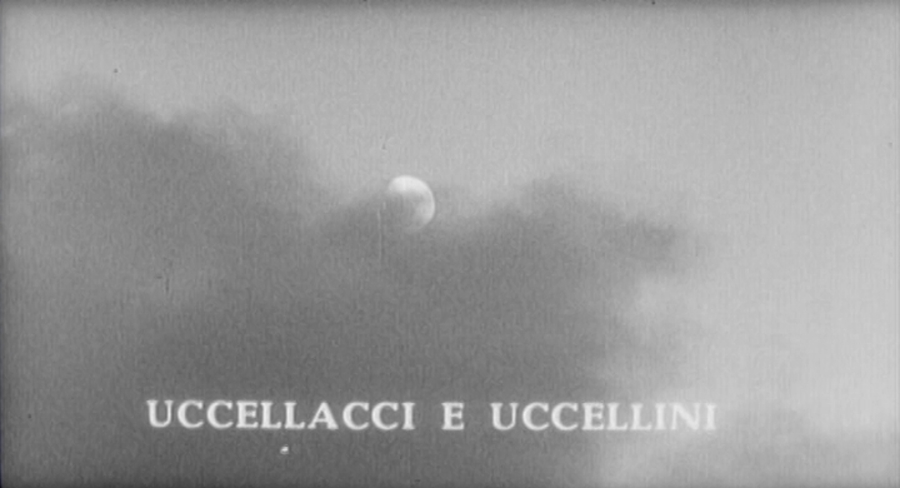 大鸟和小鸟剧照的剧照