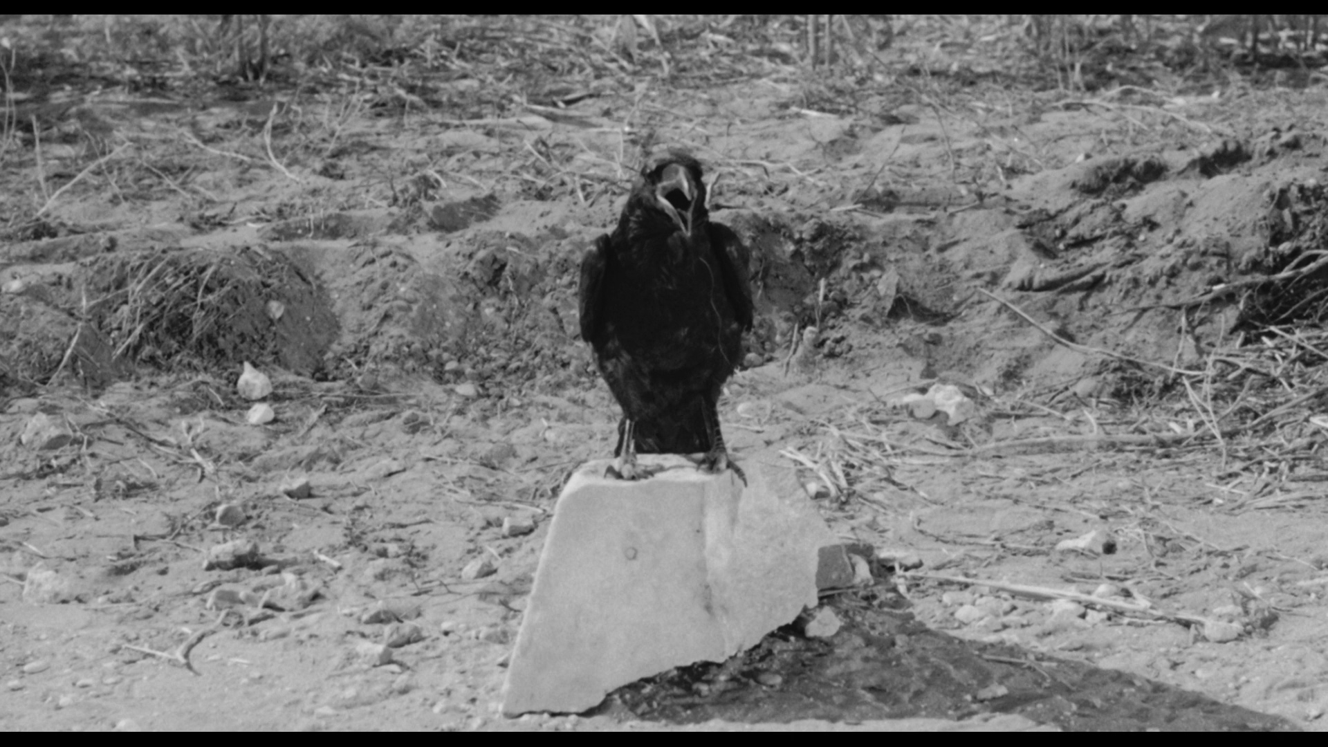 大鸟和小鸟剧照的剧照