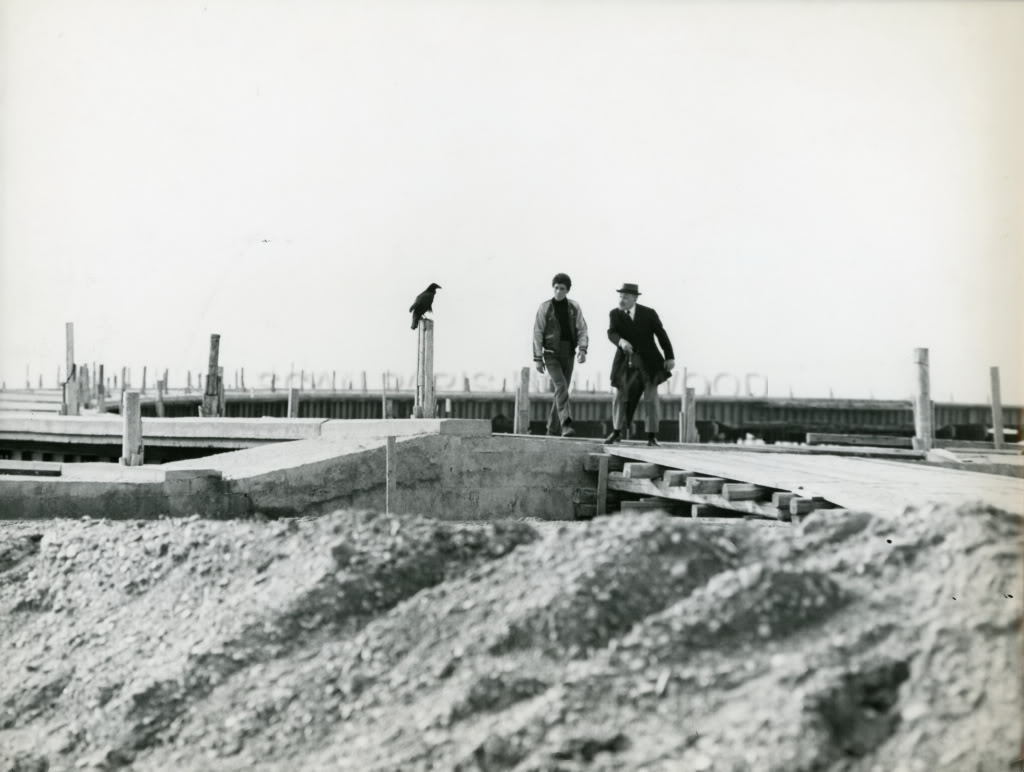 大鸟和小鸟剧照的剧照