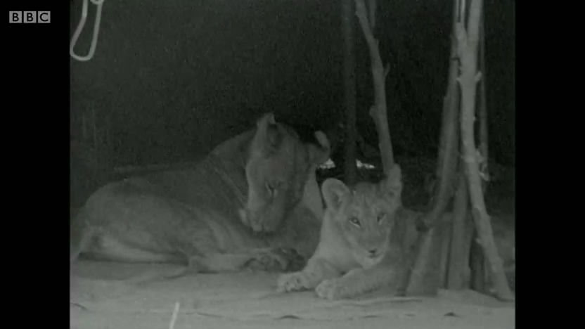 母狮爱尔莎剧照的剧照