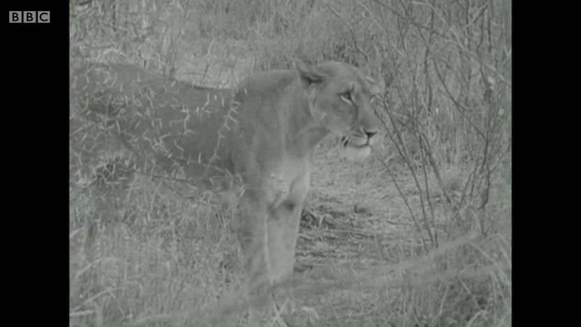 母狮爱尔莎剧照的剧照