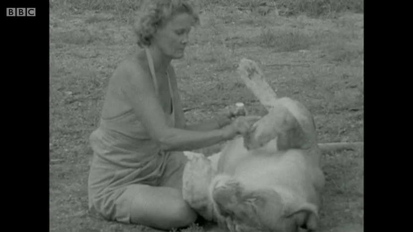 母狮爱尔莎剧照的剧照