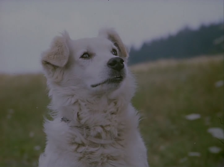 我的甜蜜家园剧照的剧照