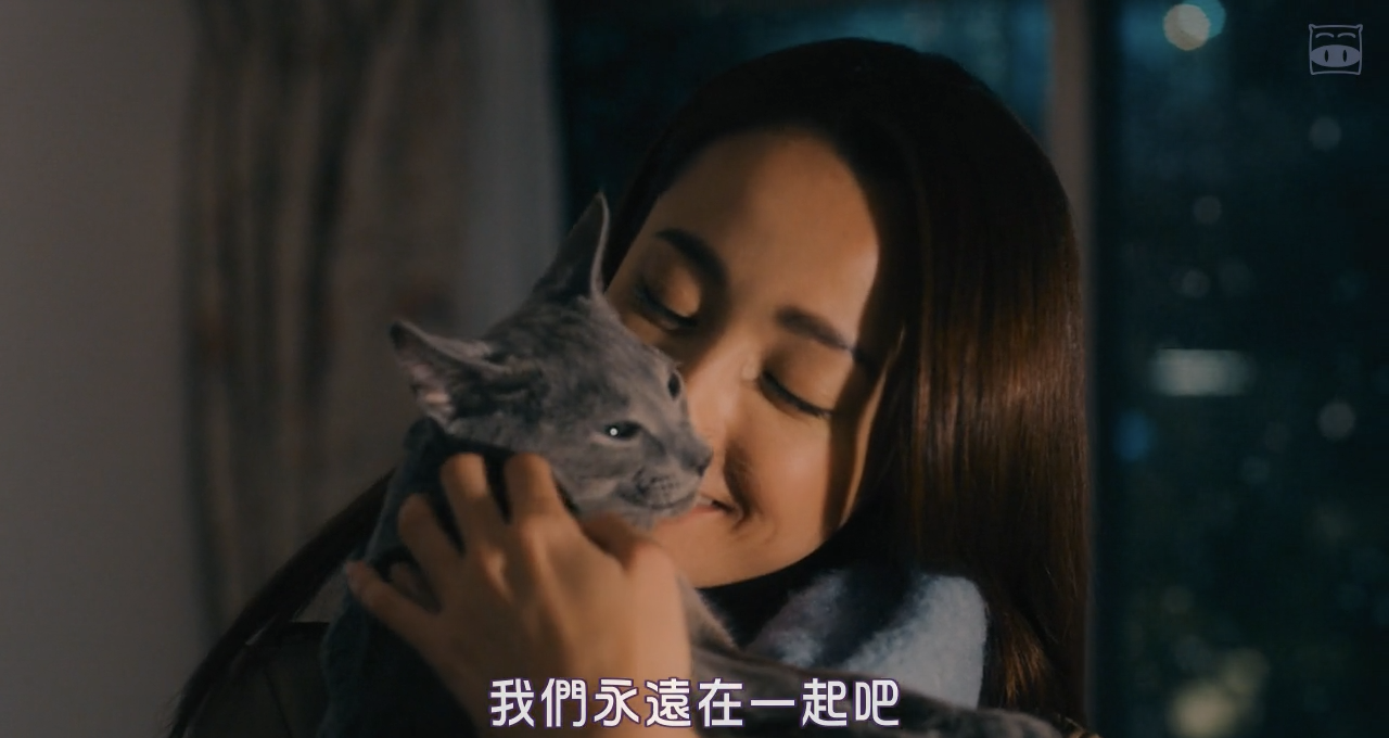 猫是要抱着的剧照的剧照