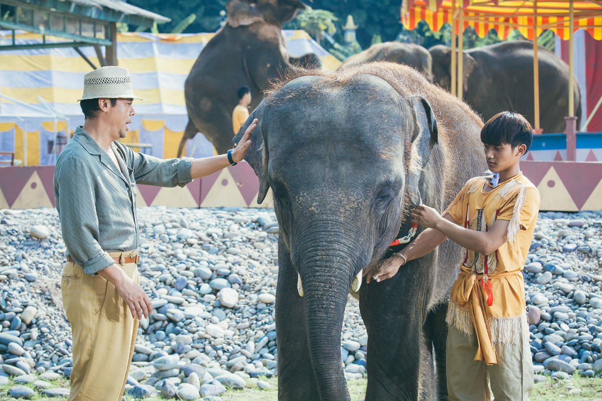 我的宠物是大象剧照的剧照