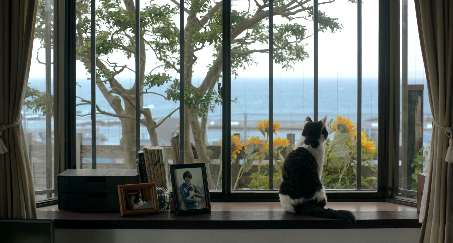 旅猫日记剧照的剧照