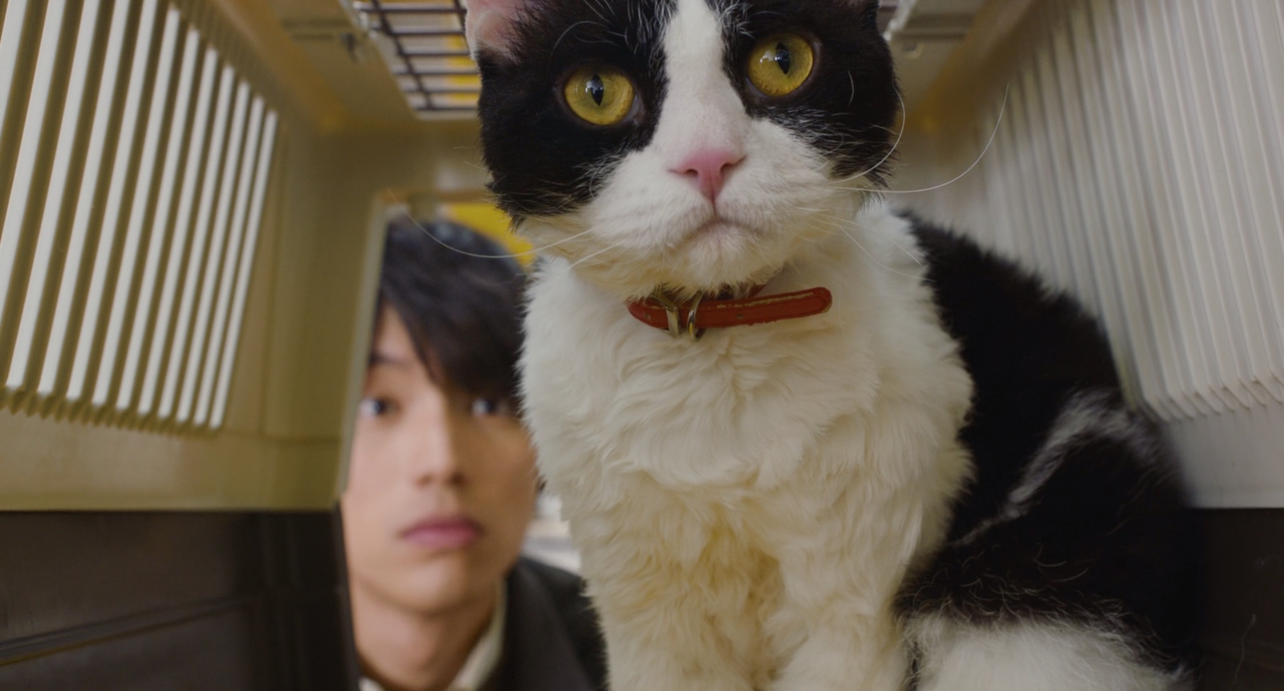 旅猫日记剧照的剧照