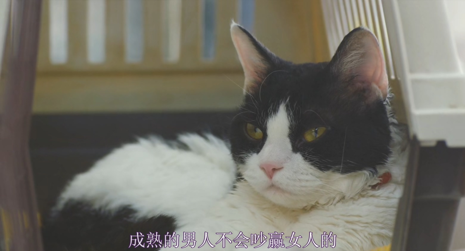 旅猫日记剧照的剧照