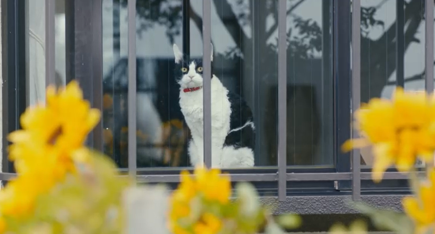 旅猫日记剧照的剧照