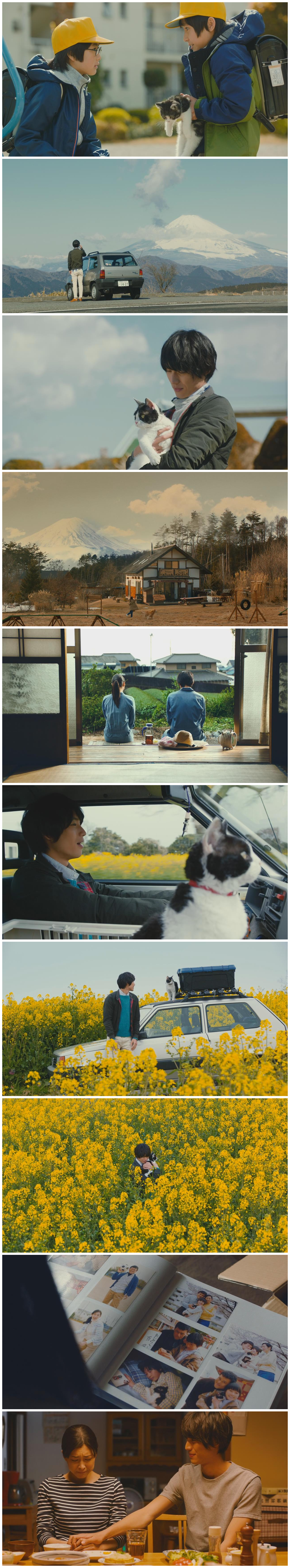 旅猫日记剧照的剧照