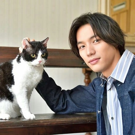 旅猫日记剧照的剧照