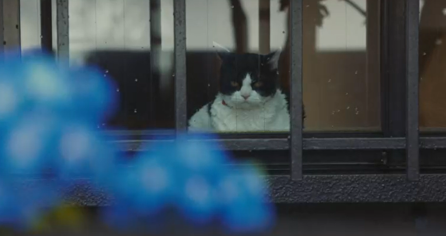 旅猫日记剧照的剧照