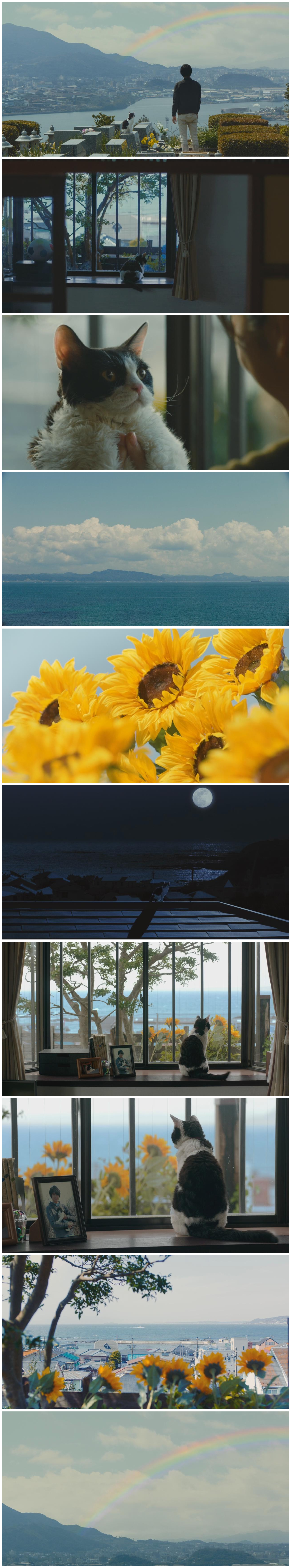 旅猫日记剧照的剧照