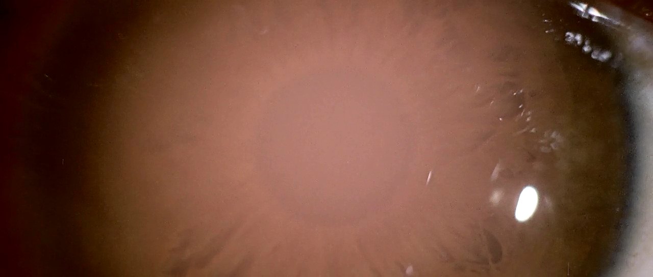 九尾怪猫剧照的剧照