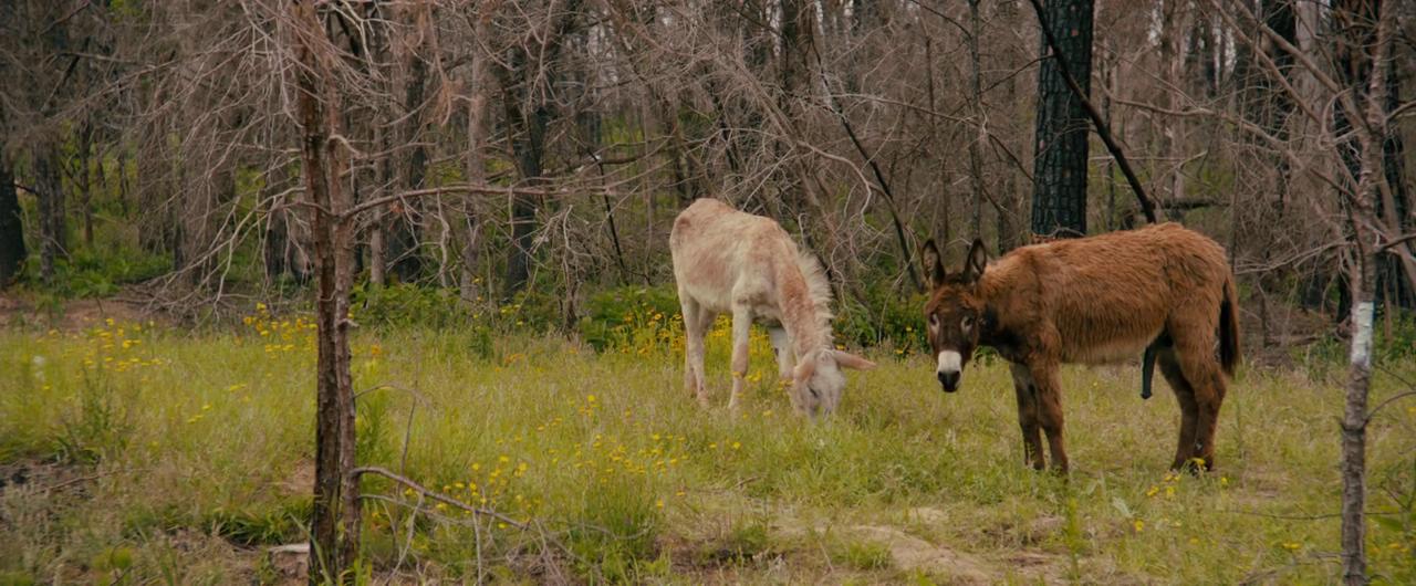 雪崩王子剧照的剧照