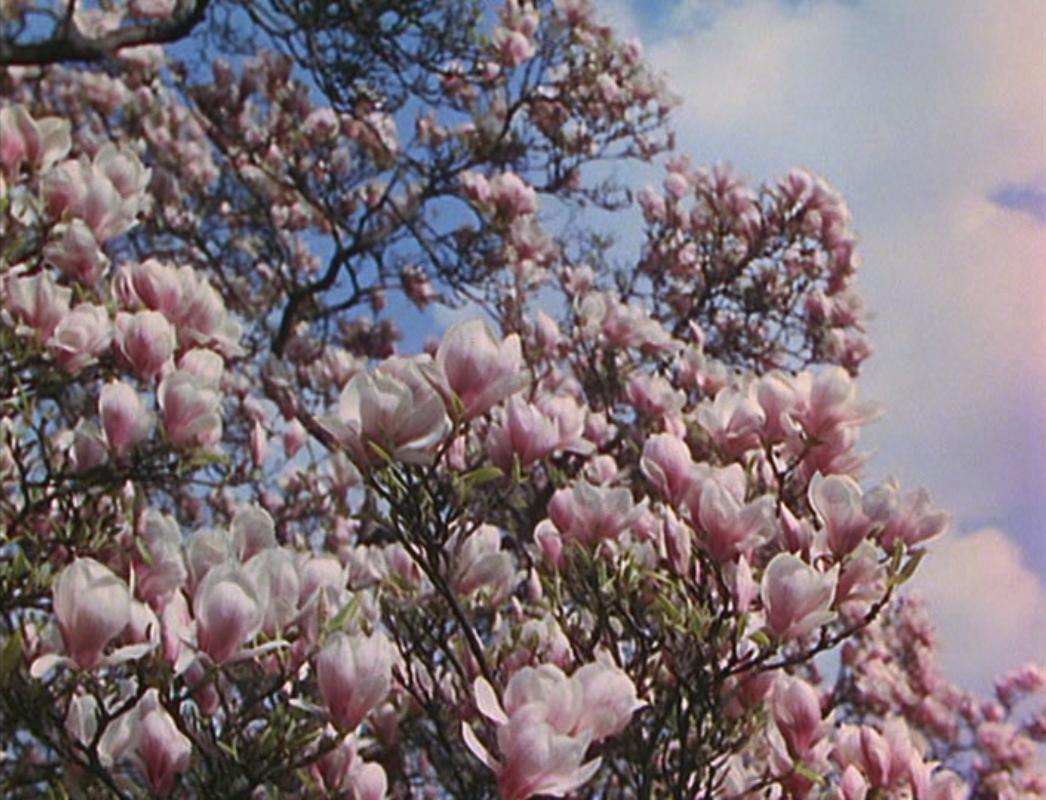 黑水仙剧照的剧照