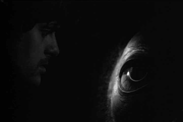 鲸鱼马戏团剧照的剧照