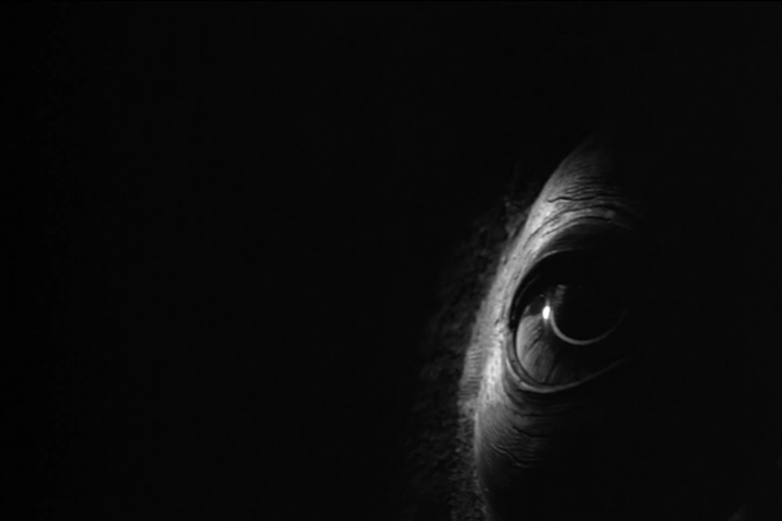 鲸鱼马戏团剧照的剧照