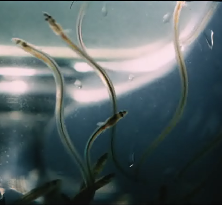 浮士德医生奇谭剧照的剧照