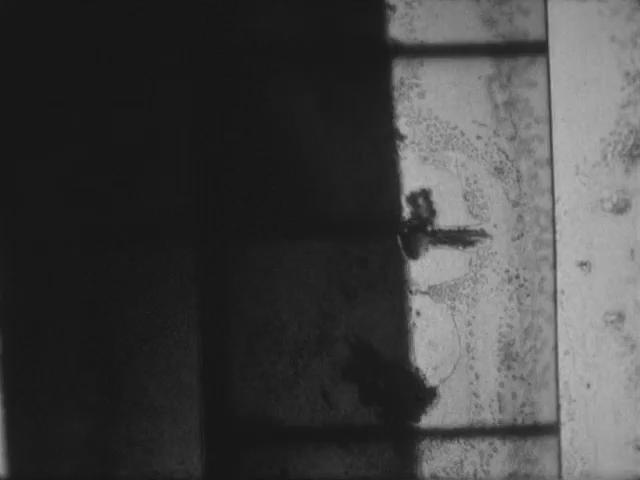 毛片剧照的剧照