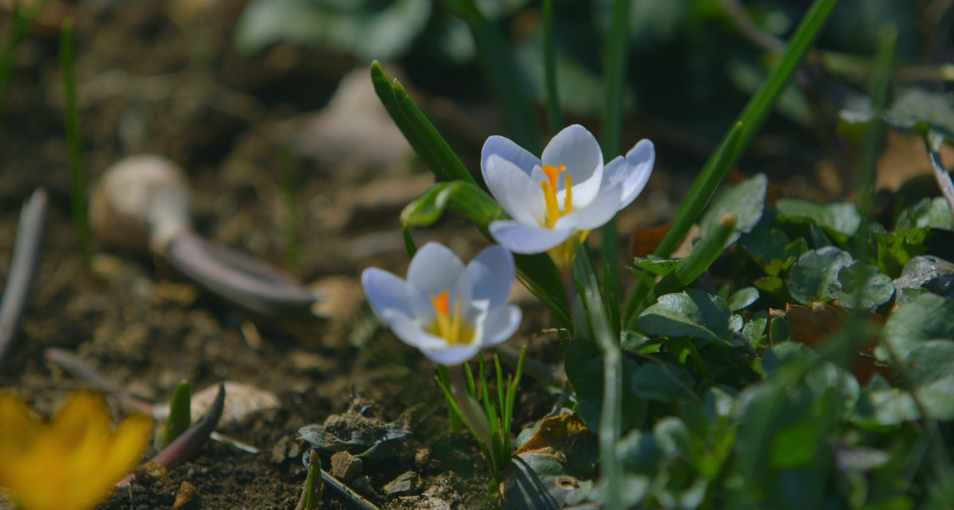 幻想游戏剧照的剧照