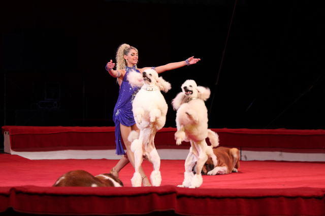 马达加斯加3剧照的剧照