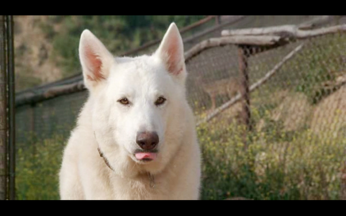 白狗剧照的剧照