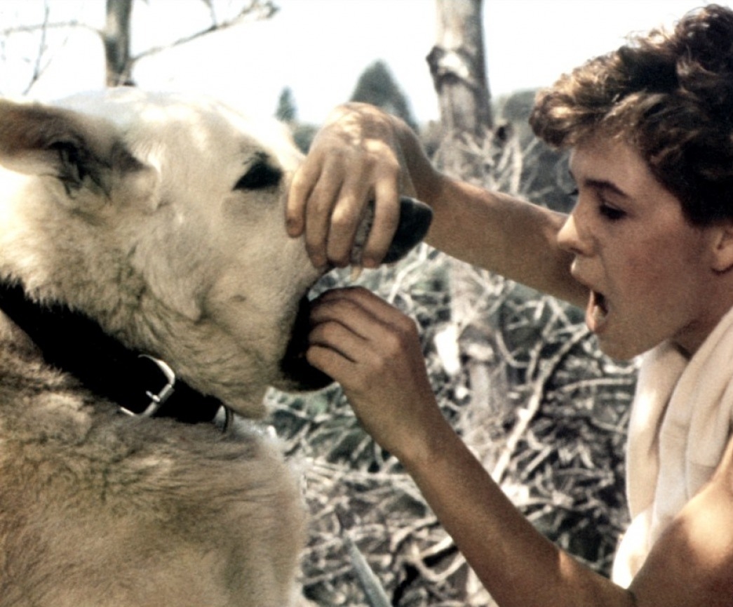 白狗剧照的剧照