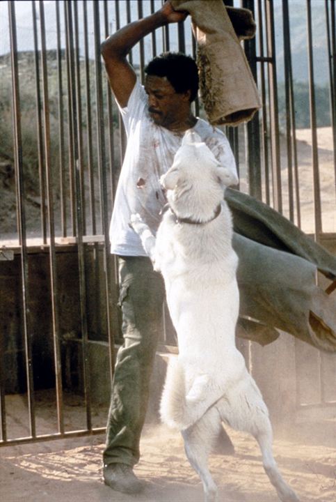 白狗剧照的剧照