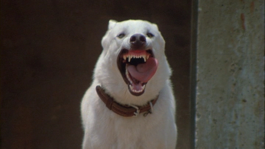 白狗剧照的剧照