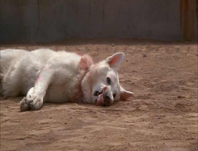 白狗剧照的剧照